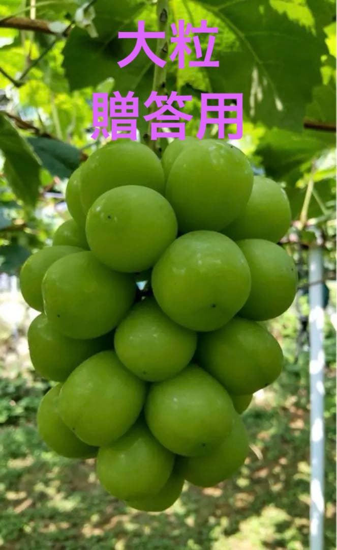シャインマスカット２キロ除草剤不使用　岡山農家直送　朝採り