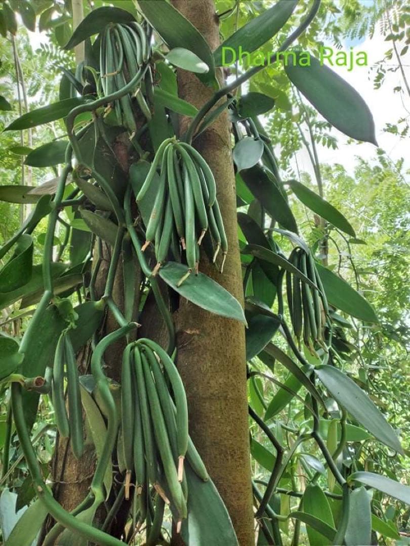 バニラビーンズ500g(グレード　Ａ)