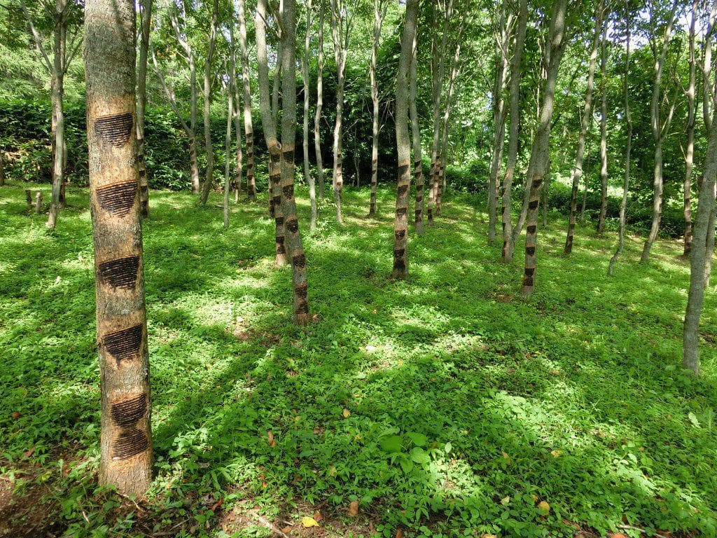 浄法寺塗　食籠（じきろう）　大　拭き漆　どらやき型　国産木地　三浦春馬