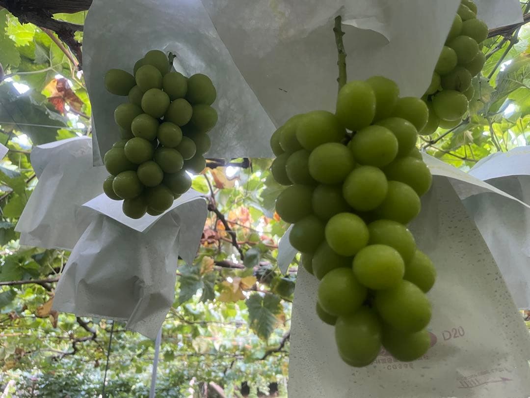 山梨県直送‼️朝取れシャインマスカット‼️3.6キロ　最終出品