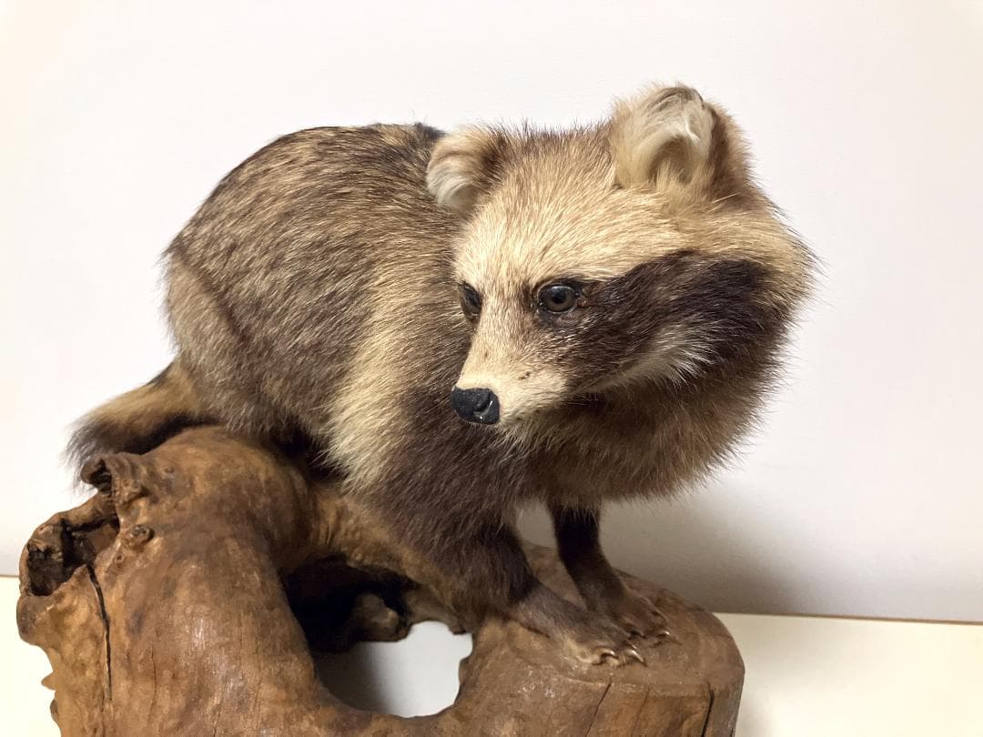 狸の剥製