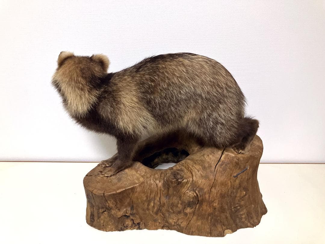 狸の剥製