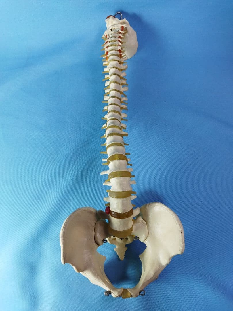 脊椎模型 約70cm 骨格標本　人体模型　カイロ　整体　整骨院　鍼灸