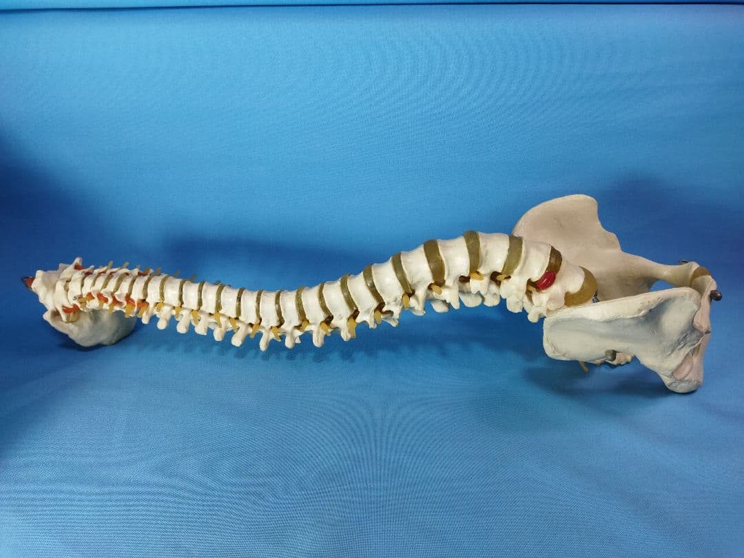 脊椎模型 約70cm 骨格標本　人体模型　カイロ　整体　整骨院　鍼灸