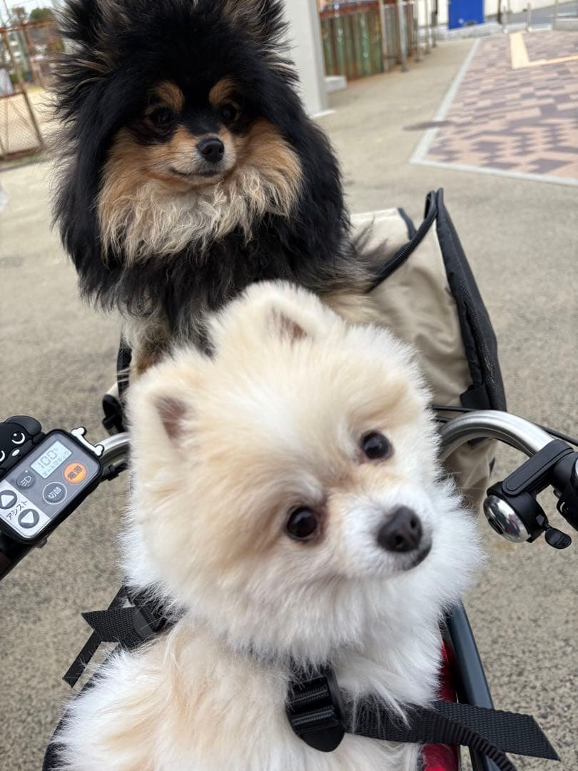 hirocaバディーライダー（buddyrider)&クッション 自転車