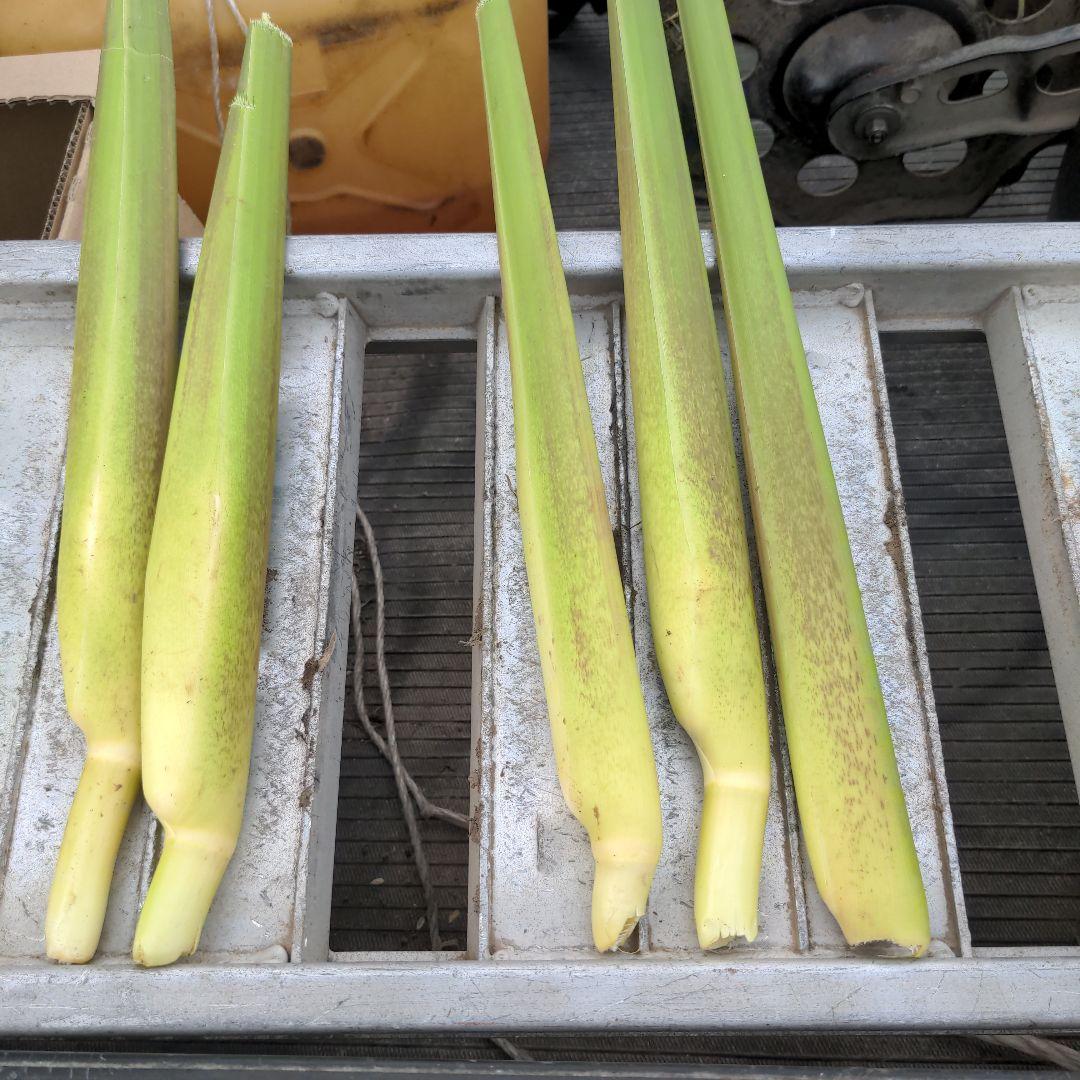 マコモダケ　8kg 千葉県産