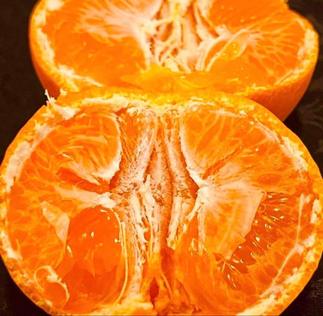 203)数量限定　甘すぎる　有田みかん　果物 　みかん　小玉　旬