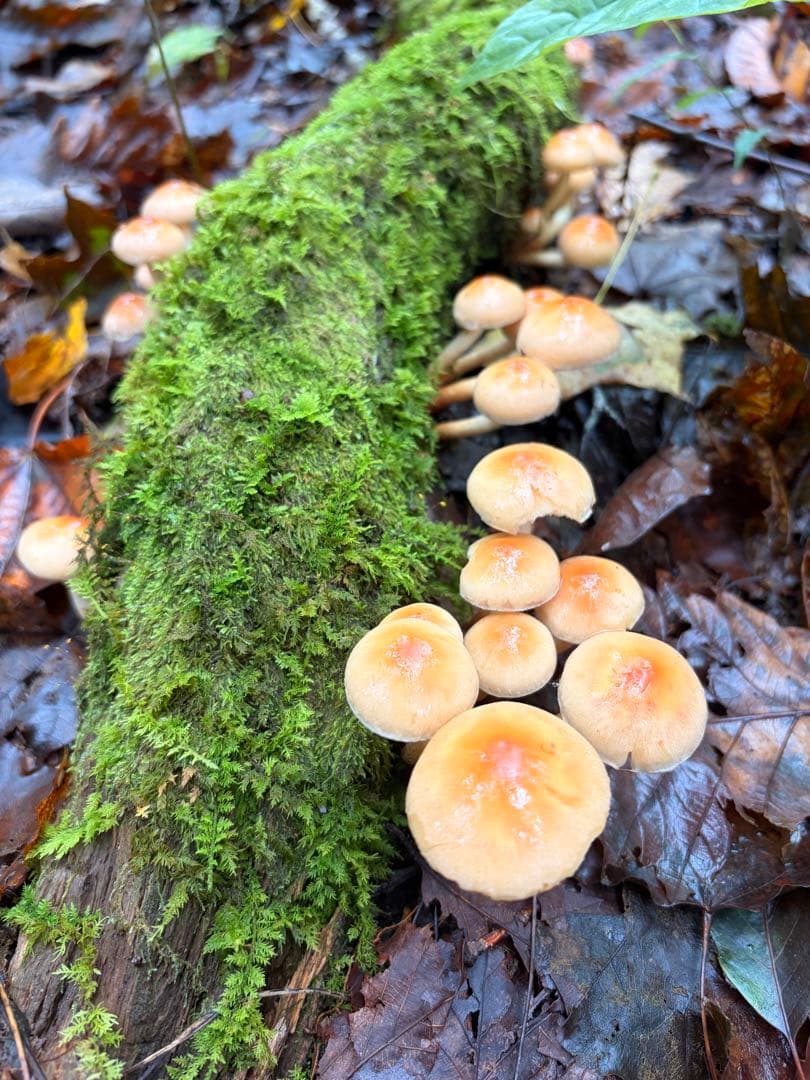 食材仕入れ専門‼️ 天然きのこ 舞茸 クリタケ ナラタケ2kg クール送料込