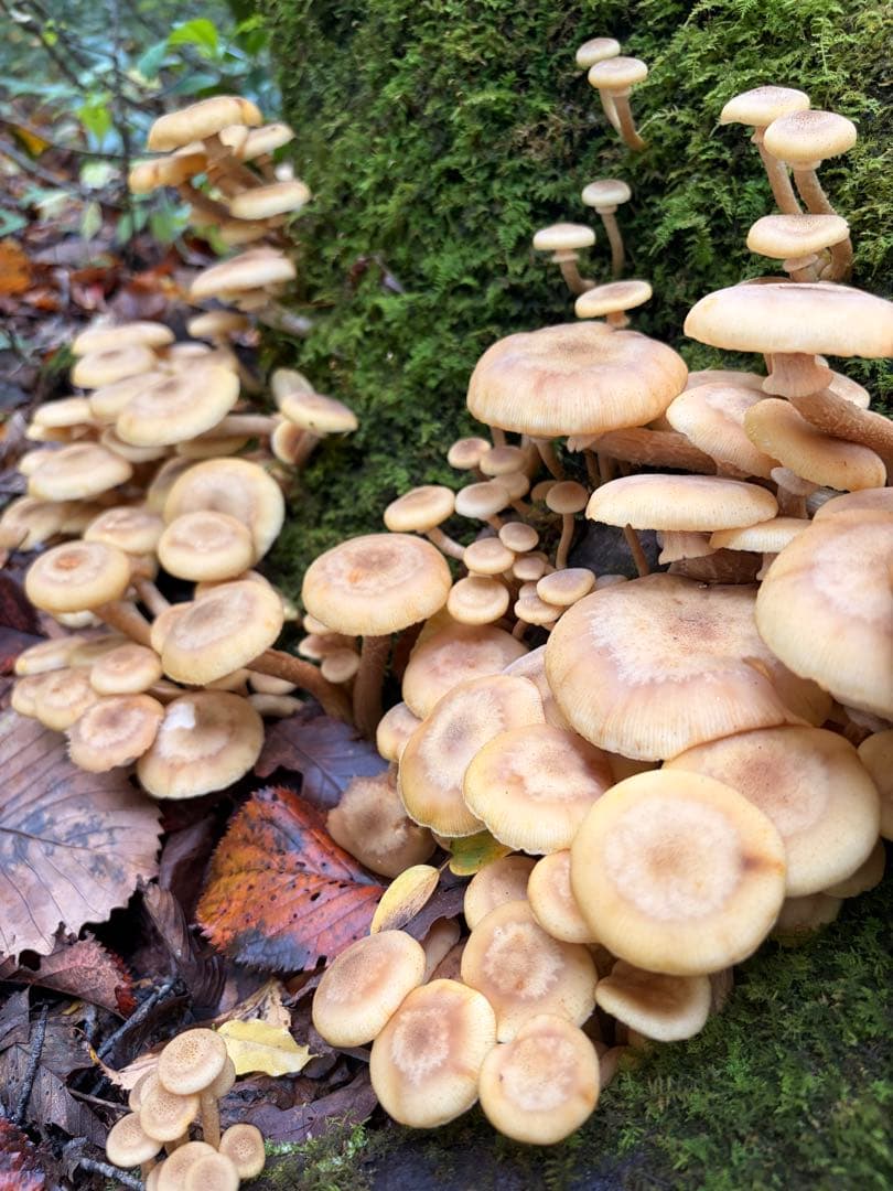 食材仕入れ専門‼️ 天然きのこ 舞茸 クリタケ ナラタケ2kg クール送料込