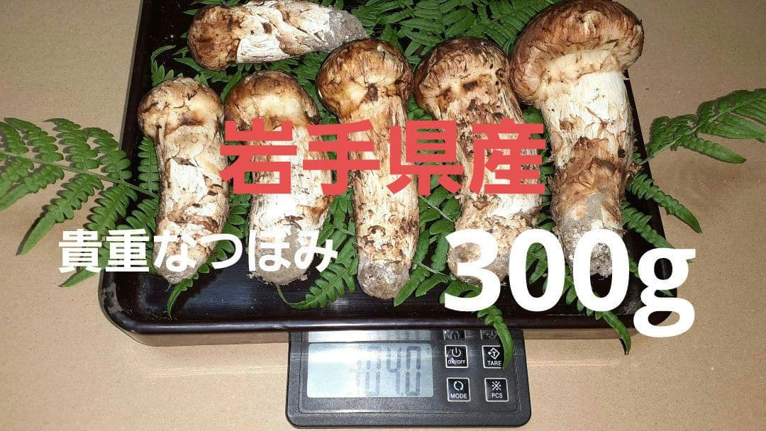 岩手県産松茸秀品(つぼみ) 11月19日昼取れ 冷蔵保管しております。