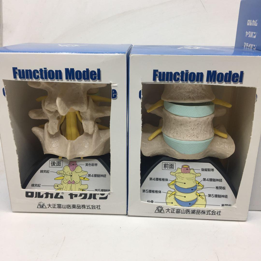 大正製薬　人体模型　関節　骨