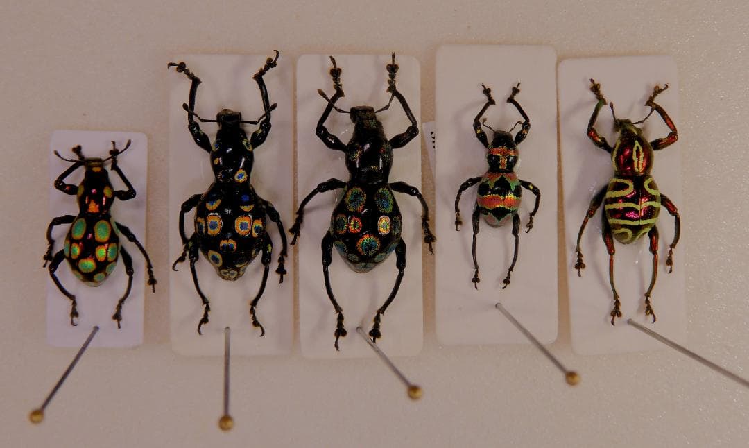 ゾウムシセット3　未検品