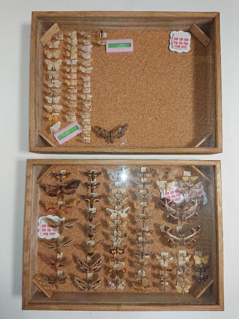 ②昆虫類 蛾など 標本2セット■大型標本箱 ドイツ箱 桐箱 ケース付き