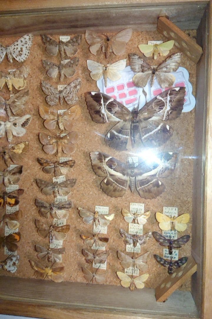 ②昆虫類 蛾など 標本2セット■大型標本箱 ドイツ箱 桐箱 ケース付き