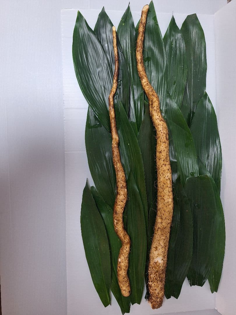 天然自然薯　1・2kg