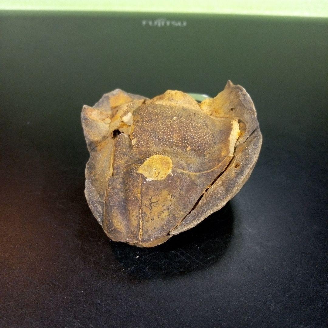 三葉虫　化石　fossil　ボリビア　trilobite　海生動物　三葉虫識別⑦