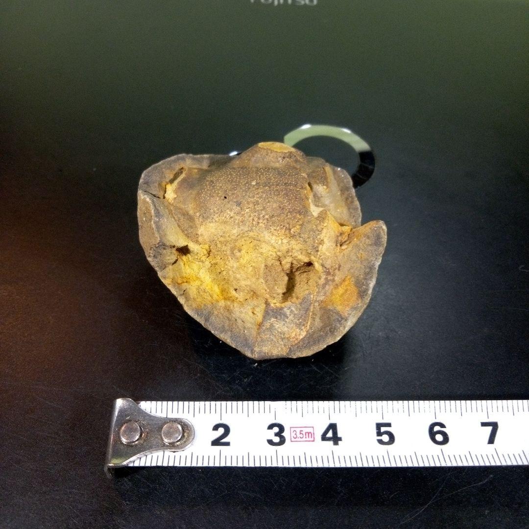 三葉虫　化石　fossil　ボリビア　trilobite　海生動物　三葉虫識別⑦