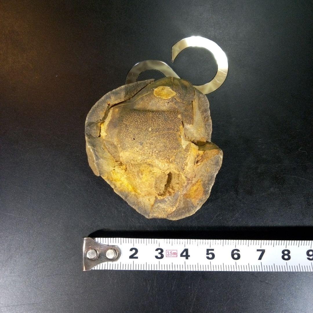 三葉虫　化石　fossil　ボリビア　trilobite　海生動物　三葉虫識別⑦