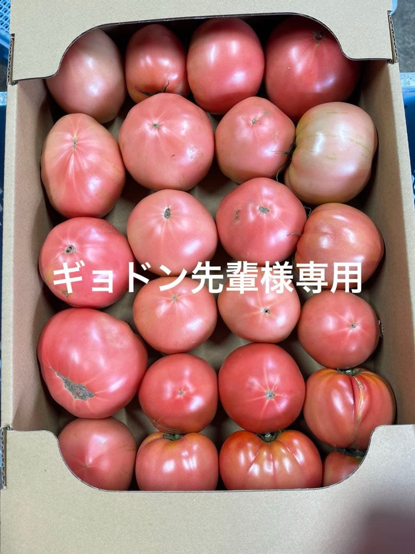 ギョドン先輩 トマト
