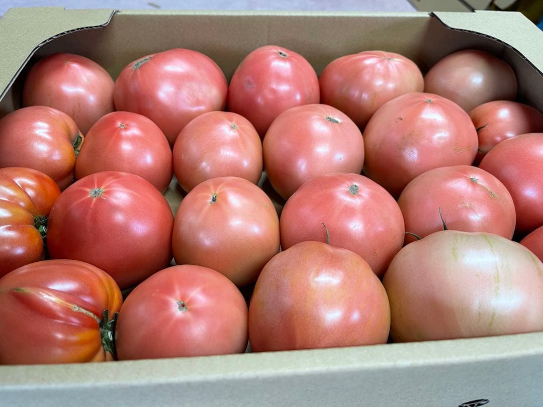 ギョドン先輩 トマト