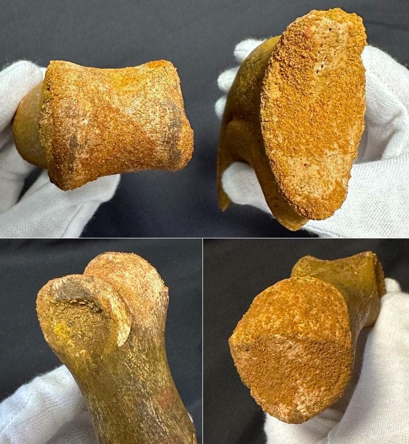 スピノサウルス ハンドクロウ かぎ爪 関節 化石 肉食恐竜 獣脚類 1337①