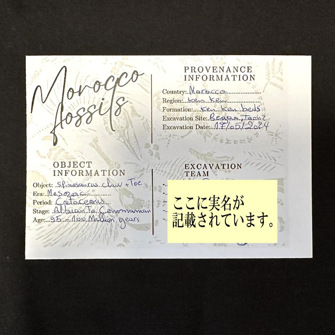 スピノサウルス ハンドクロウ かぎ爪 関節 化石 肉食恐竜 獣脚類 1337①