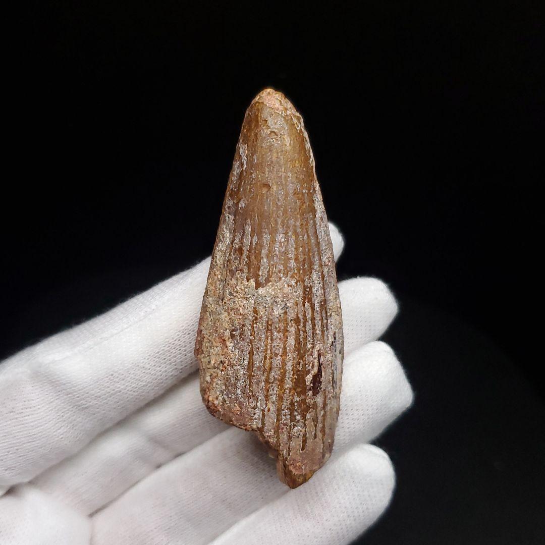 スピノサウルス 本物 モロッコ産 57.77mm プレゼント ギフト sp478