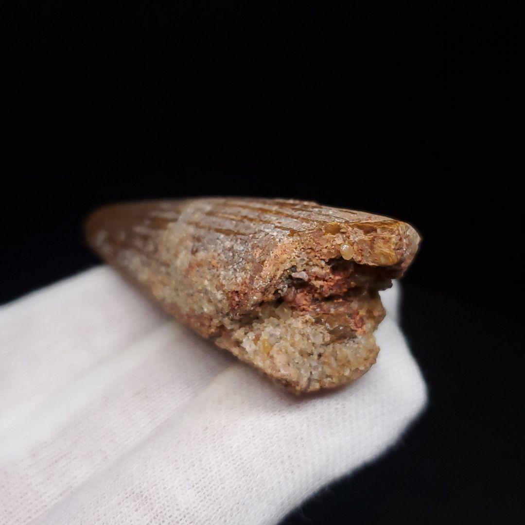 スピノサウルス 本物 モロッコ産 57.77mm プレゼント ギフト sp478