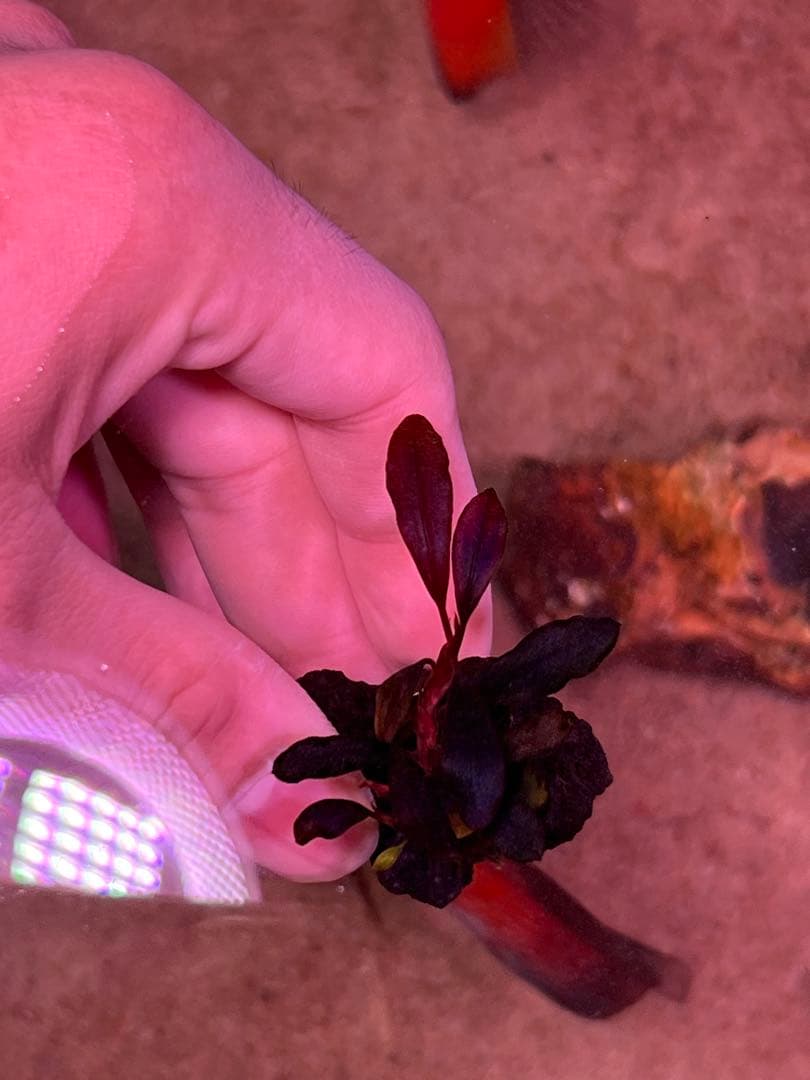 ブセファランドラspゴーストカリマンタン 3-4株