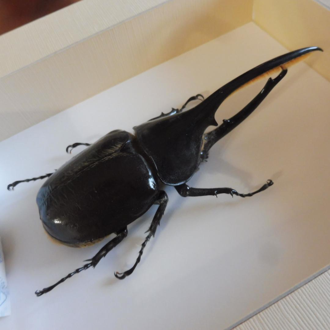 ヘラクレスオオカブトの標本 額入り