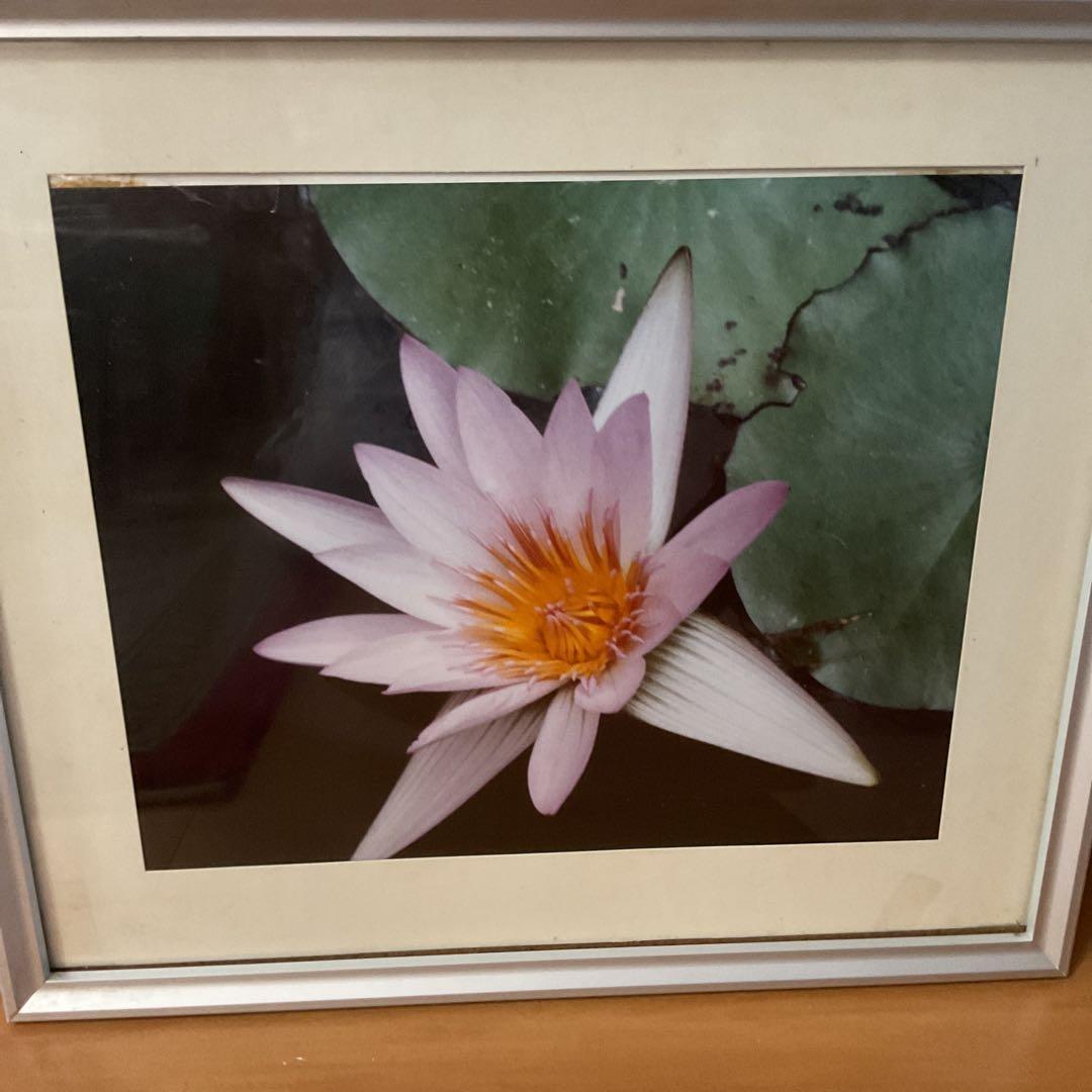 写真集より 額装仕立て 前面ガラス 【 蓮の花 】