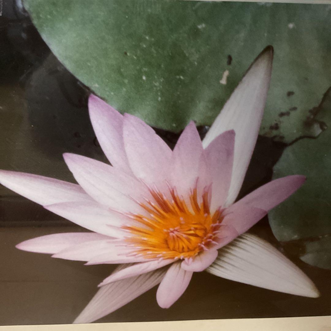 写真集より 額装仕立て 前面ガラス 【 蓮の花 】