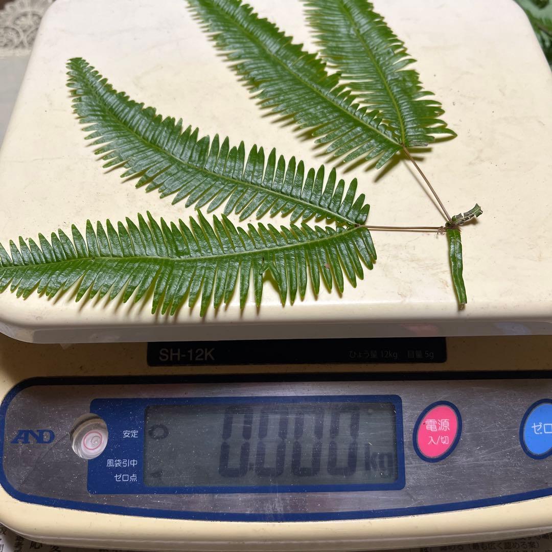 【大阪泉州産】11月12日採取「ちょこっとブサイクちゃん」110g 明日迄