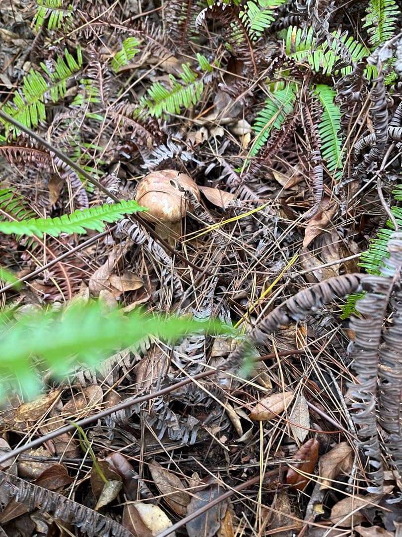 【大阪泉州産】11月12日採取「ちょこっとブサイクちゃん」110g 明日迄