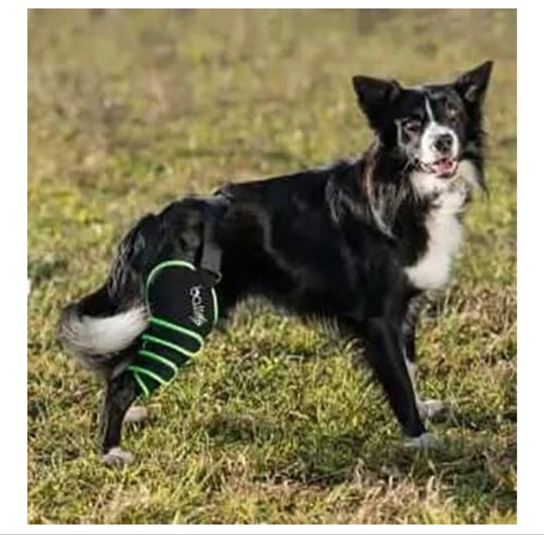 BALTO Sport Agile (膝サポーター)犬用　後ろ足　左 Mサイズ