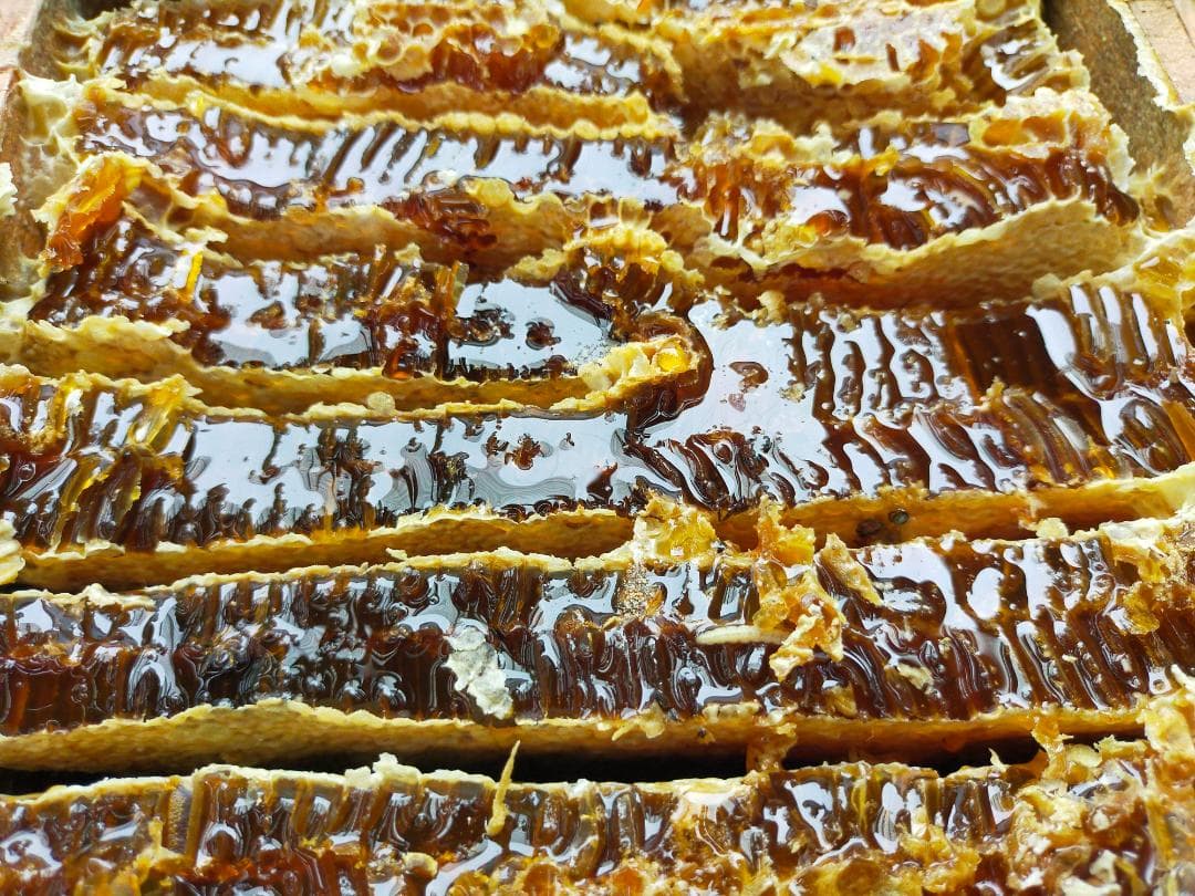 【残り1セット】ニホンミツバチの国産百花蜜 400g×2本