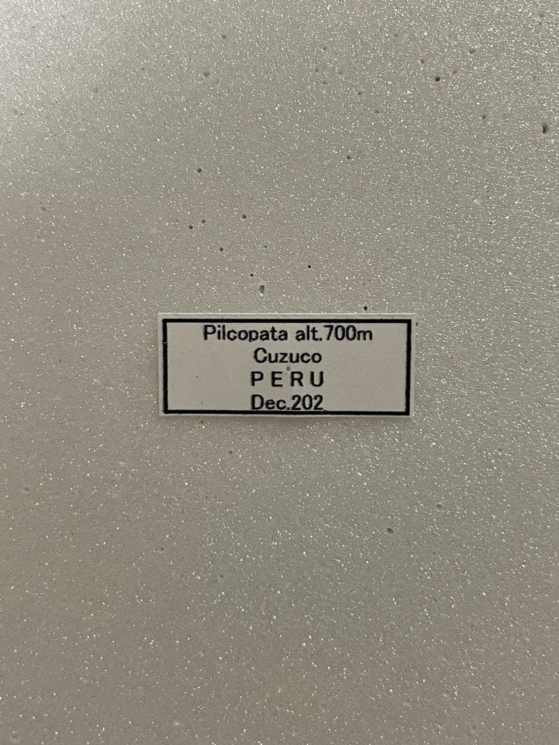 ゼフィリティスモルフォ（オス、ペルー産）