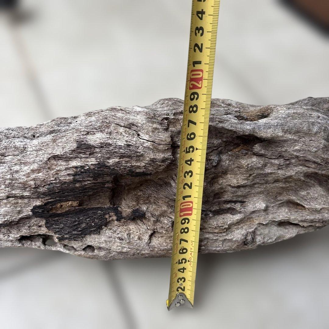 流木インテリア　爬虫類