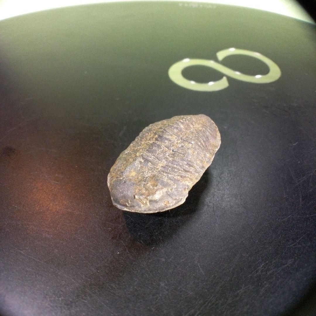 三葉虫　化石　fossil　海　ボリビア産　trilobite　海生動物種別②