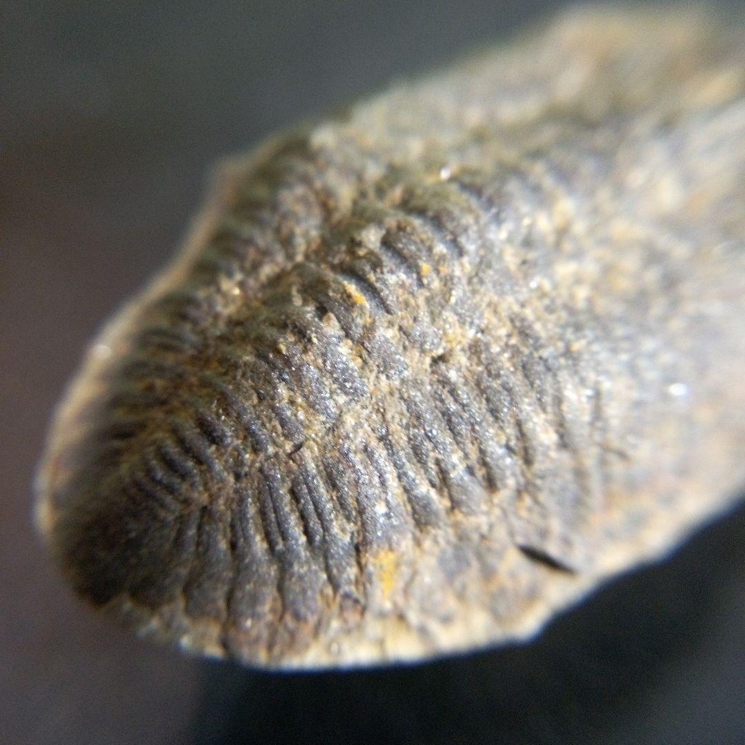 三葉虫　化石　fossil　海　ボリビア産　trilobite　海生動物種別②