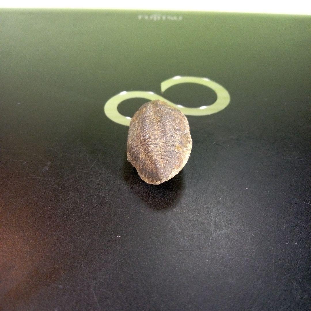 三葉虫　化石　fossil　海　ボリビア産　trilobite　海生動物種別②