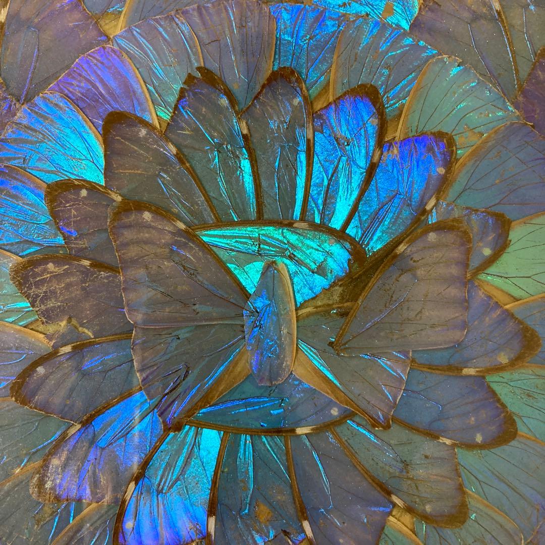 大型　モルフォ蝶　羽アート　標本　珍サイズ　高さ90センチ　ビンテージ