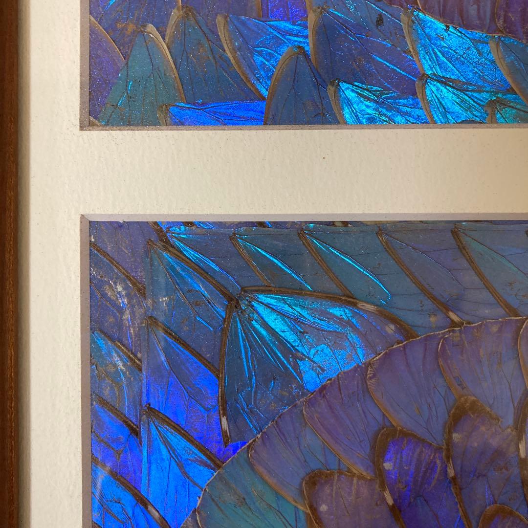 大型　モルフォ蝶　羽アート　標本　珍サイズ　高さ90センチ　ビンテージ