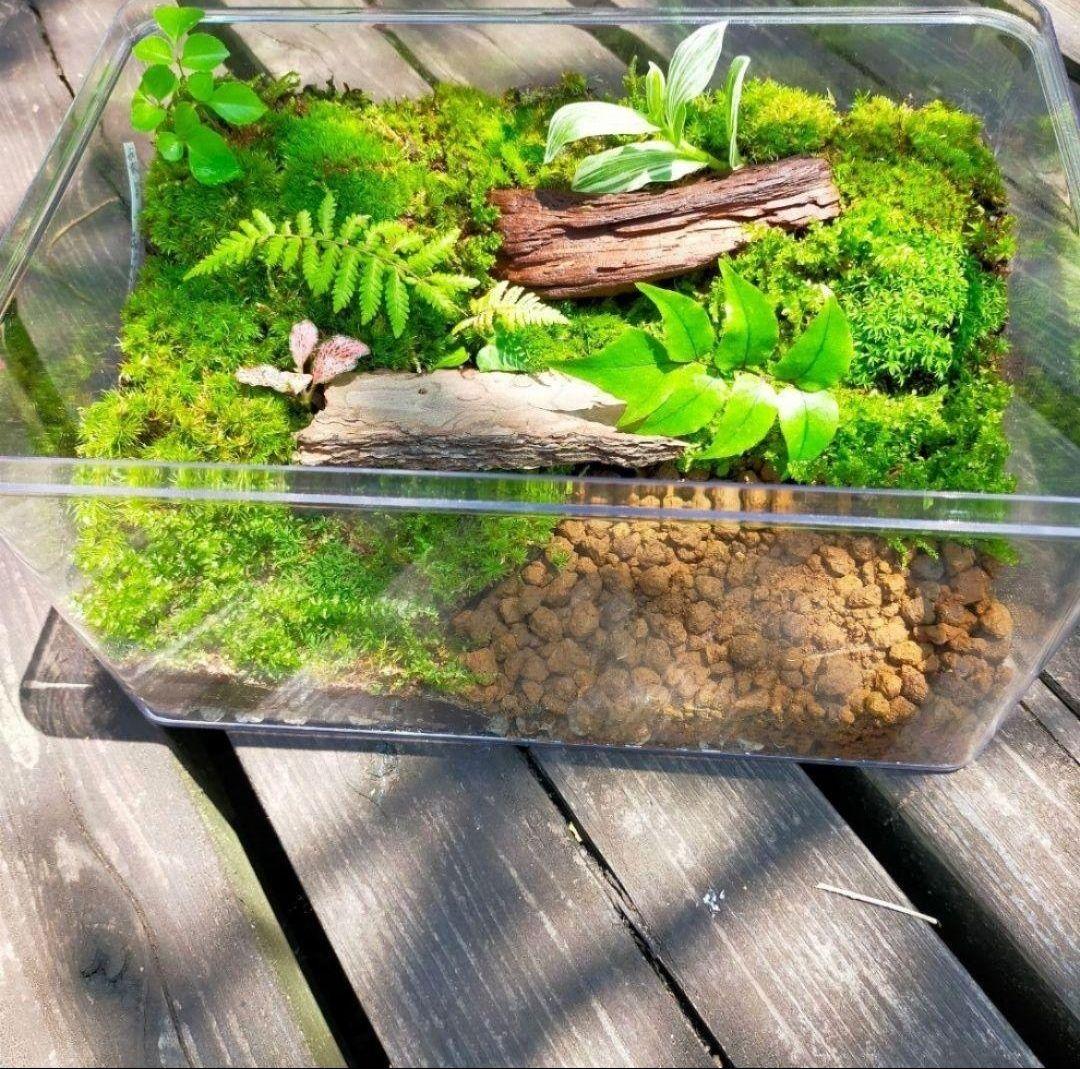隠れ家つき！、自然の中の飼育箱苔テラリウム