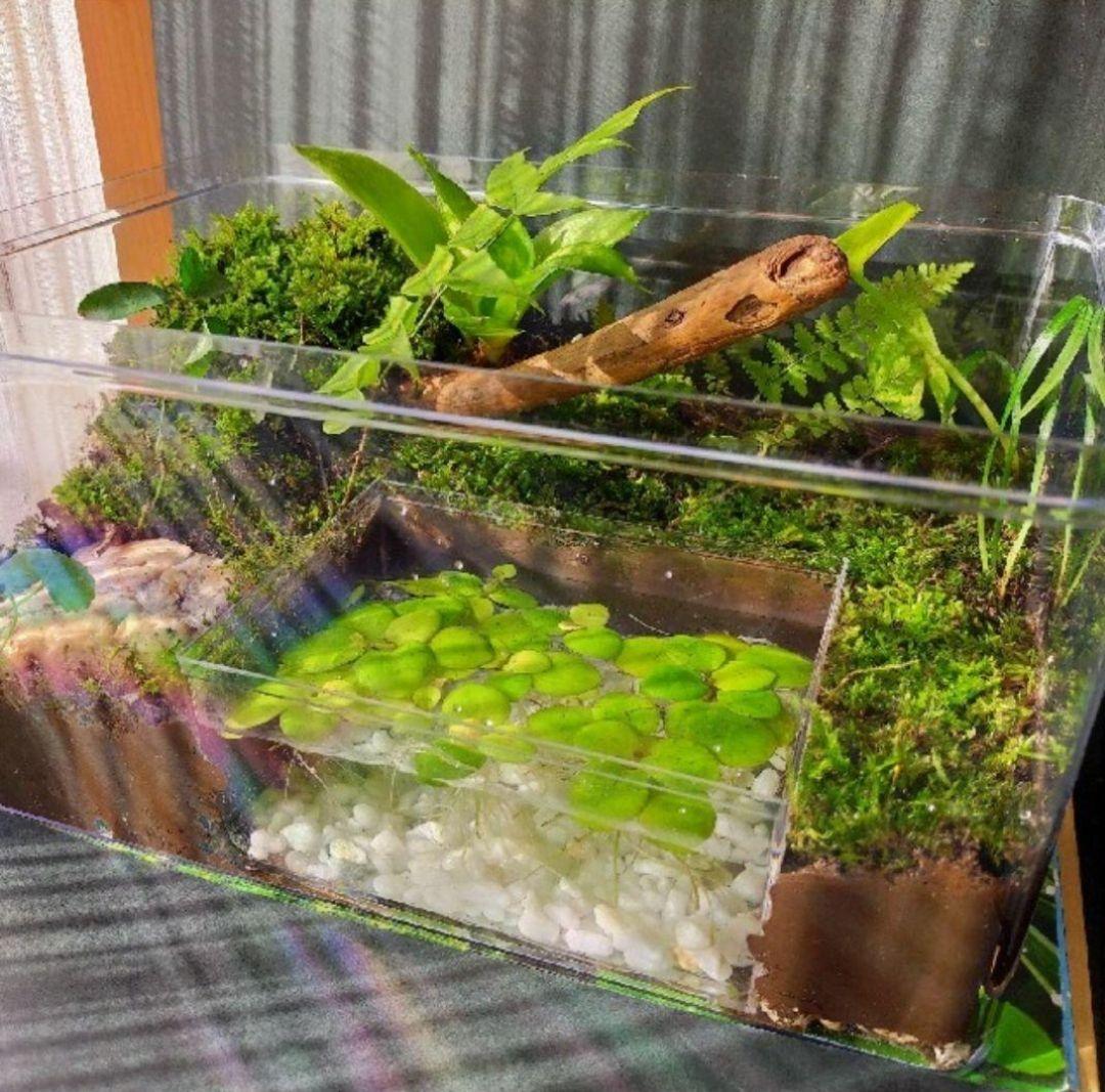 隠れ家つき！、自然の中の飼育箱苔テラリウム