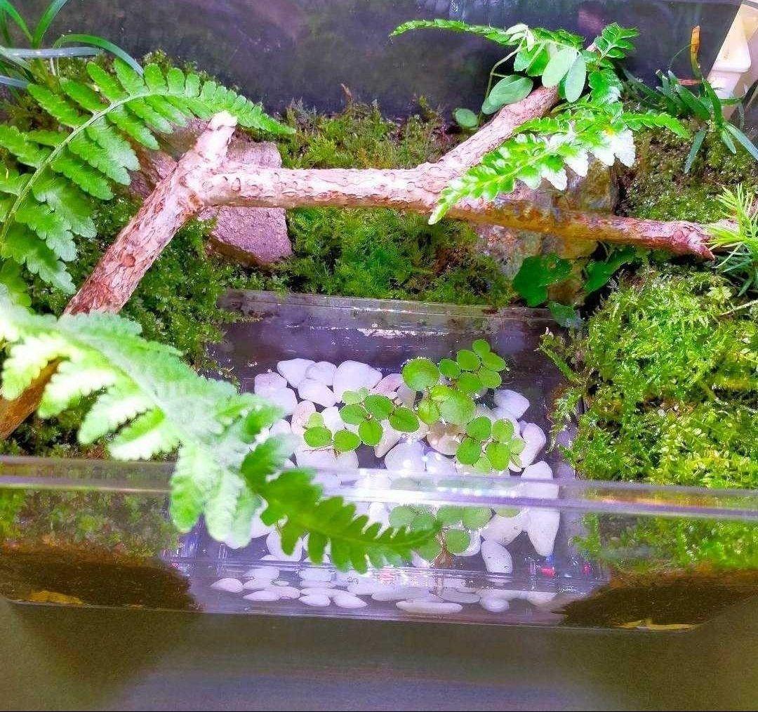 隠れ家つき！、自然の中の飼育箱苔テラリウム