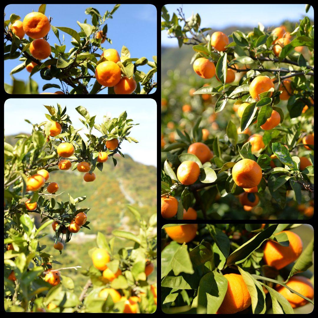 説明をよく読んで★有田みかん 5kg★家庭用