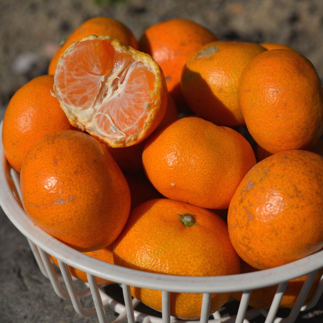 説明をよく読んで★有田みかん 5kg★家庭用