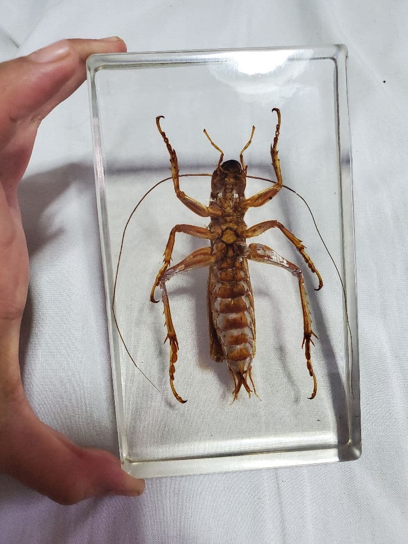 オバケコロギス樹脂標本　sia ferox