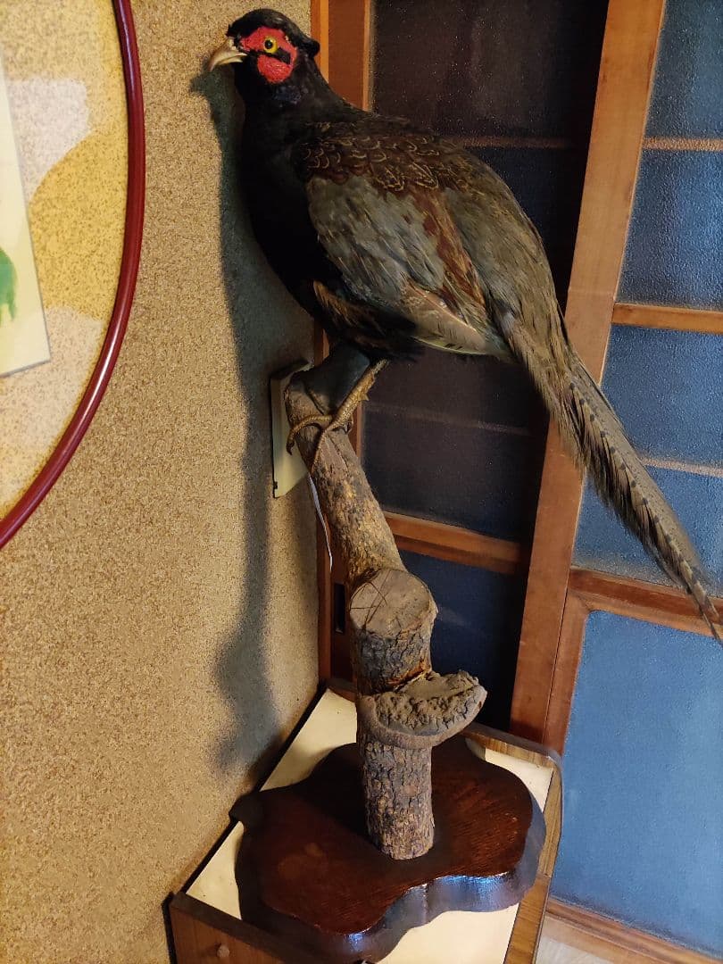 鳥の剥製、日本人形、スズメバチの巣、酒瓶